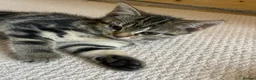 Mixed Breed cats for sale: Kittens looking for a new home 🐱 - Advert 9