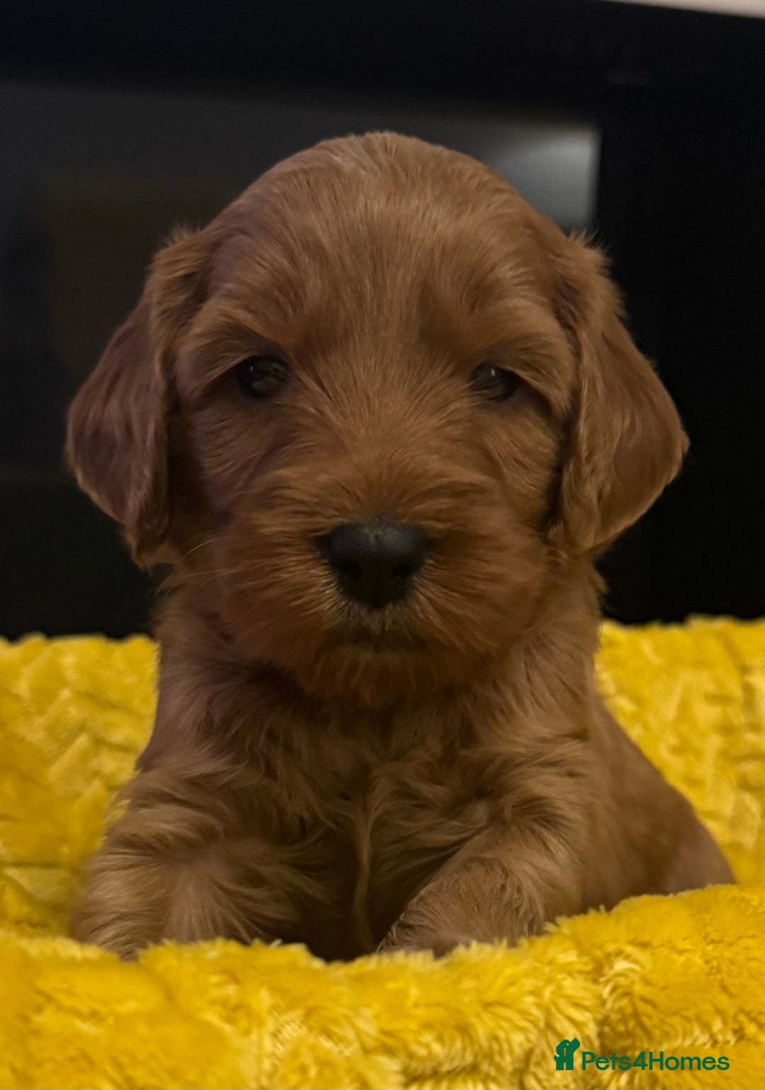 Cockapoo dogs for sale: Cockapoo Litter Due 25th January  - Advert 20