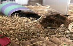 Guinea Pig rodents for sale: 2 Male Guinea Pigs - Image 5