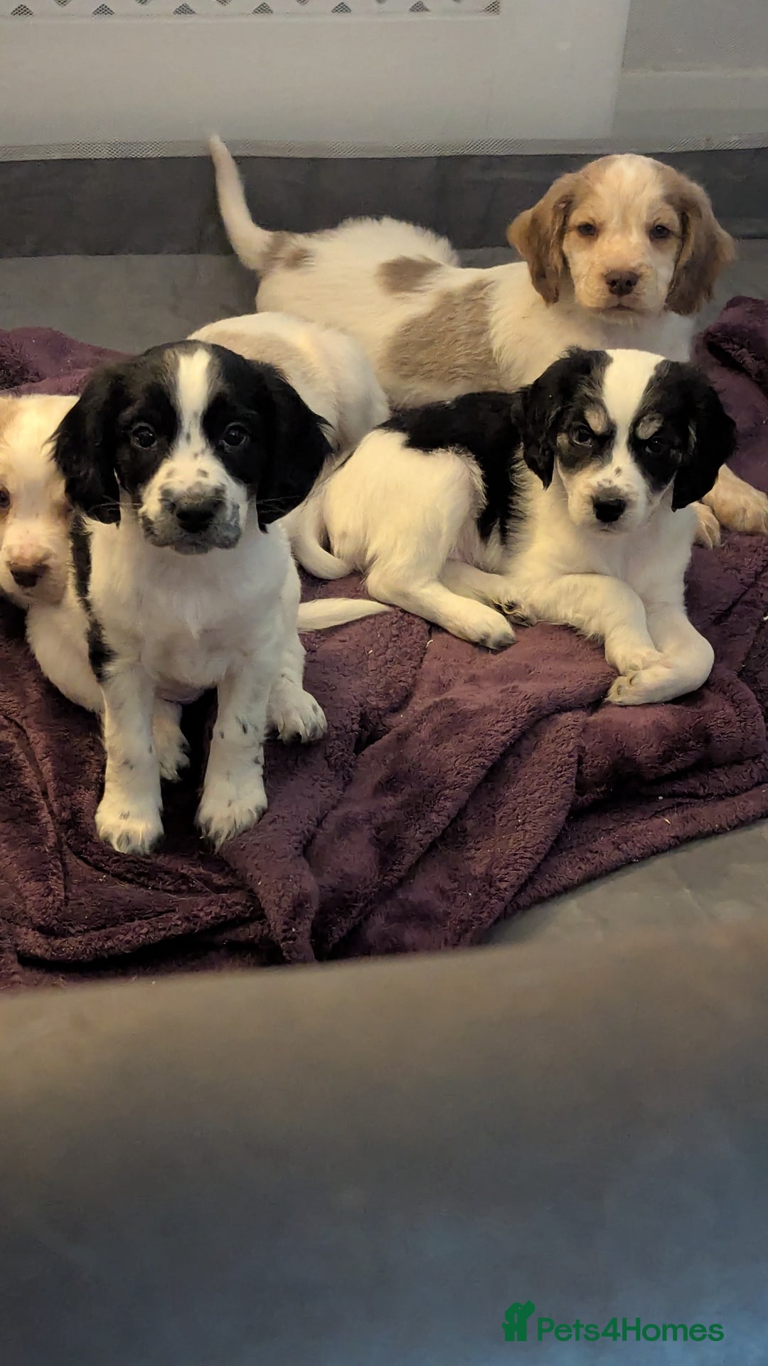Sprocker dogs for sale: 2 female sprocker puppies, ready to leave! - Image 2