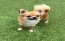 Chihuahua dogs for sale: Gorgeous Longcoat little boy - Image 2