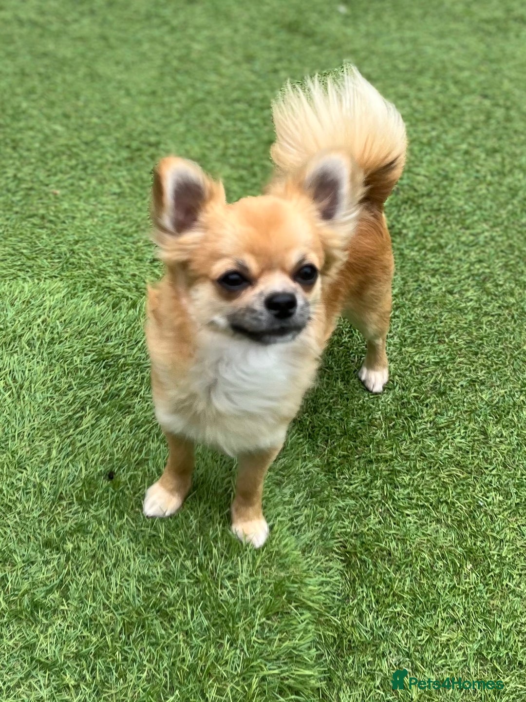 Chihuahua dogs for sale: Gorgeous Longcoat little boy - Image 2