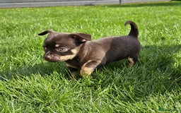 Chihuahua dogs for sale: 4 stunning chocolate and tan chihuahua puppys. - Image 3