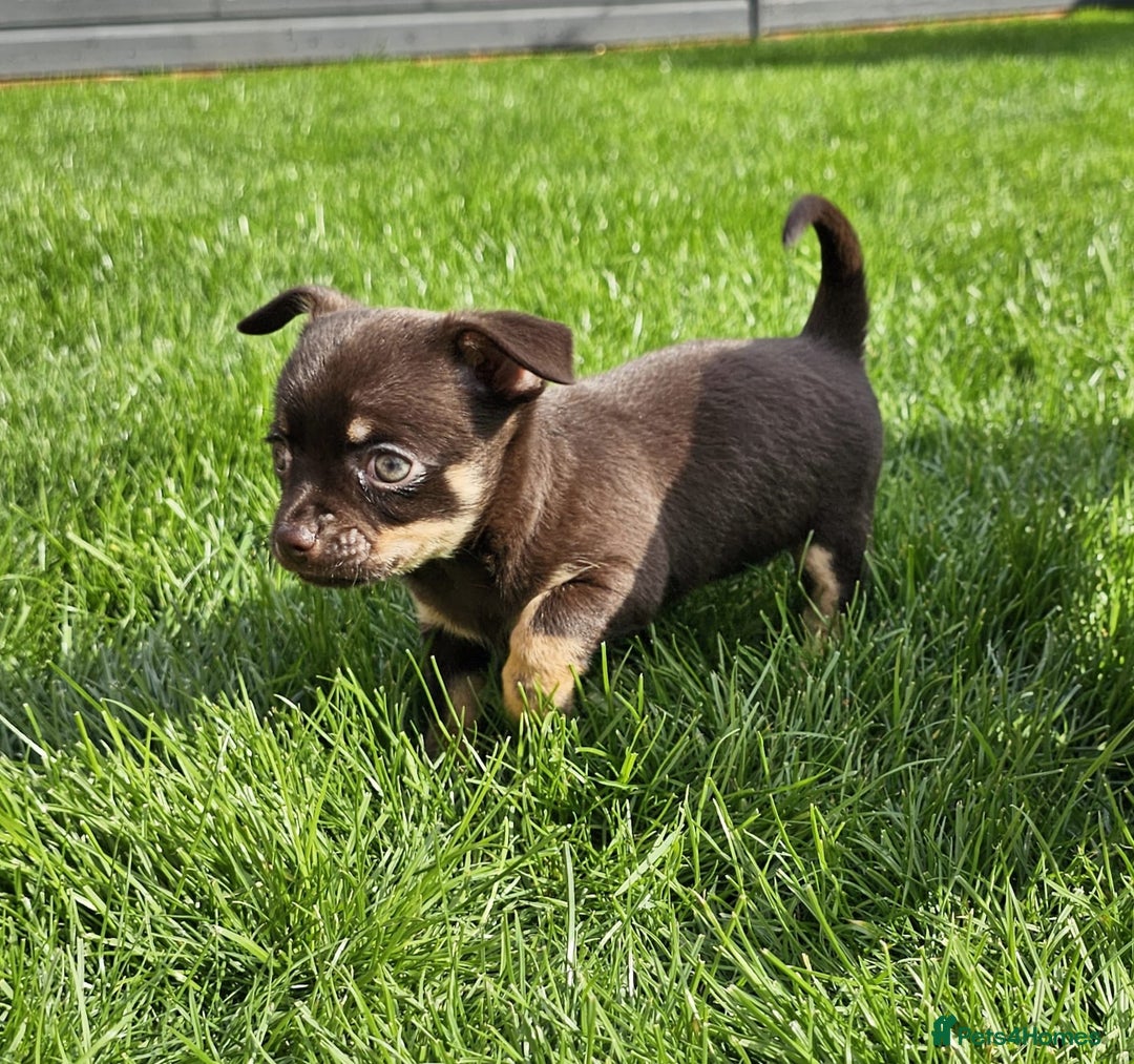 Chihuahua dogs for sale: 4 stunning chocolate and tan chihuahua puppys. - Image 3