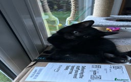 Domestic Shorthair cats for sale: Male Black Domestic Shorthair Kitten - Image 7