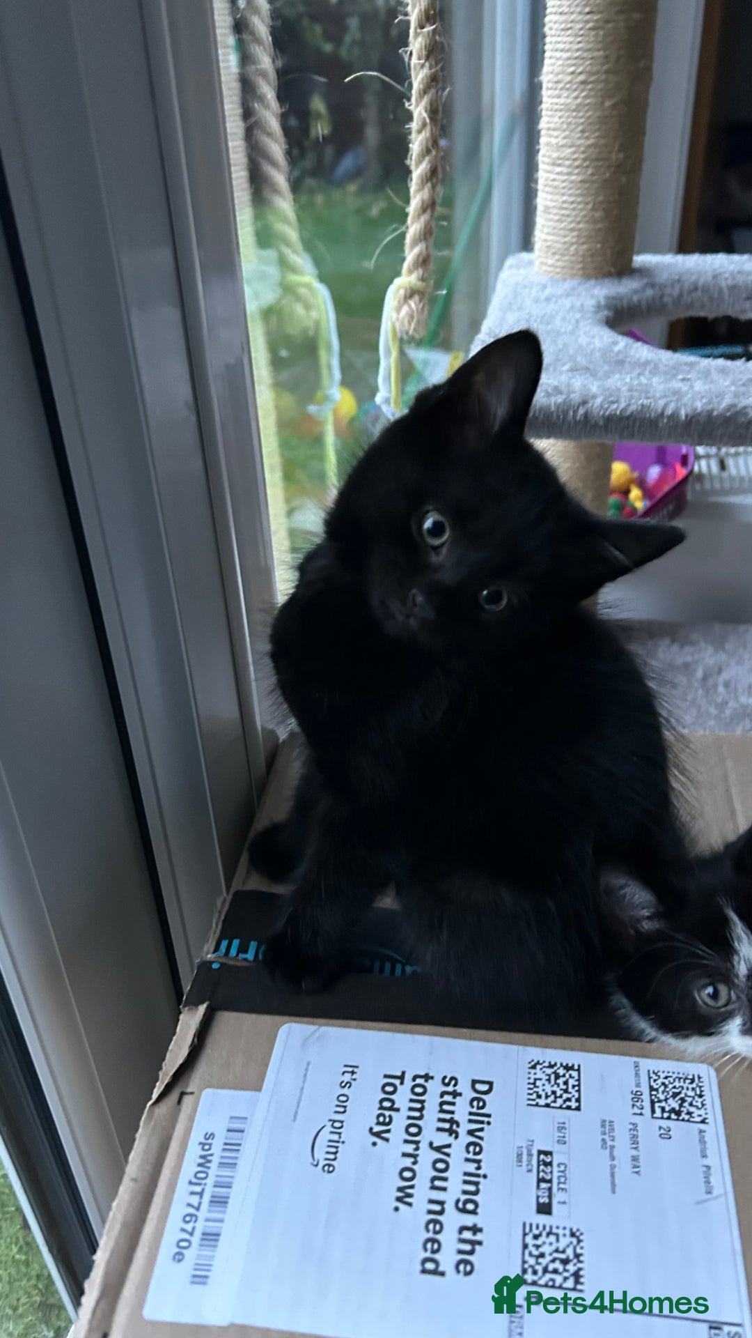 Domestic Shorthair cats for sale: Male Black Domestic Shorthair Kitten - Image 7