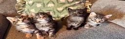 Mixed Breed cats for sale: Stunning kittens 🐈‍⬛ - Advert 7