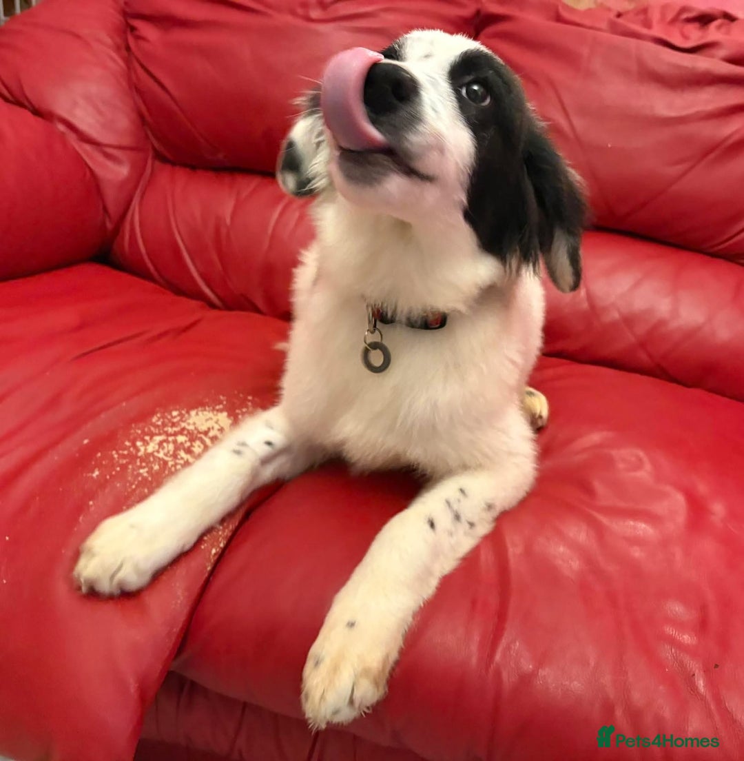 Mixed Breed dogs for adoption: Clark - Norwich Norfolk  - Advert 9