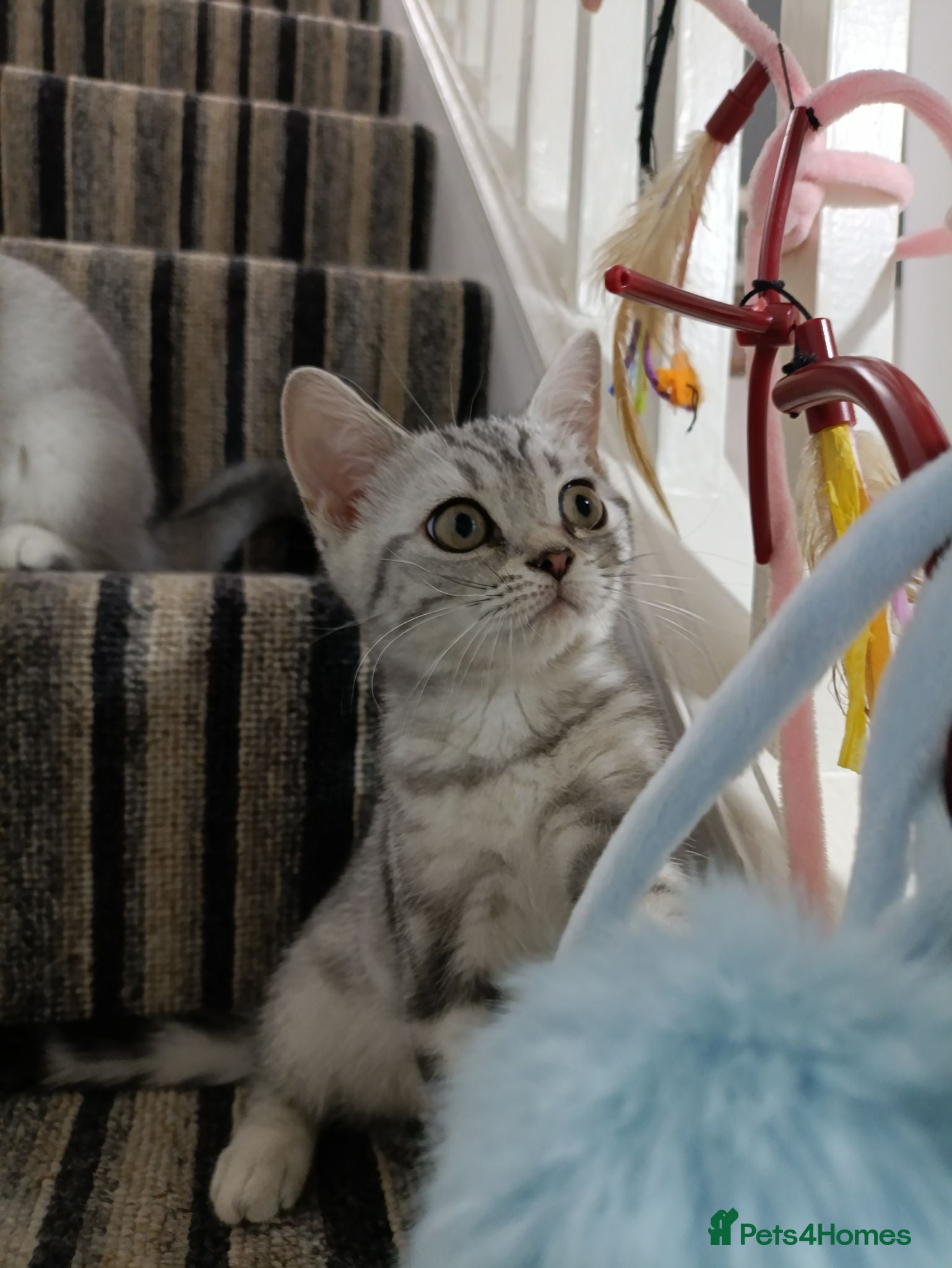 British Shorthair cats Lovely kittens  - Advert 2