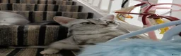 British Shorthair cats for sale: Lovely kittens  - Advert 2
