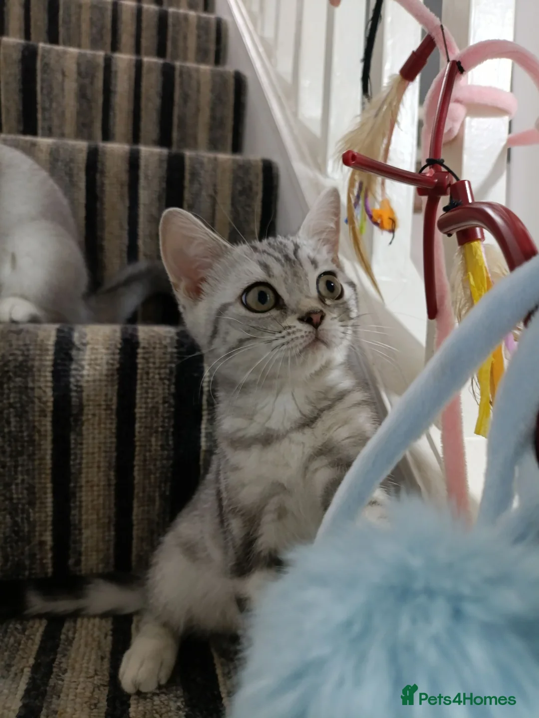 British Shorthair cats for sale: Lovely kittens  - Advert 2
