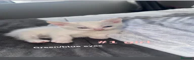 Turkish Angora 4