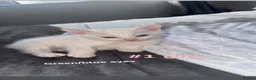 Turkish Angora cats for sale: pure white kittens for sale  in Dudley - Advert 3