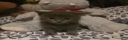 Maine Coon cats for sale: Mainecoon x babies ready now - Advert 16