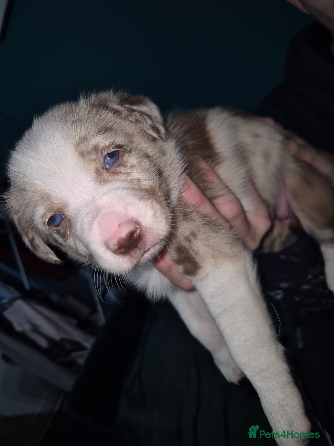 Border Collie dogs for sale: Border collie blue merle puppies  - Advert 5