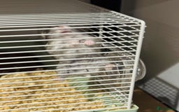 Hamster rodents for sale: Russian Dwarf Hamster for rehome - Image 4