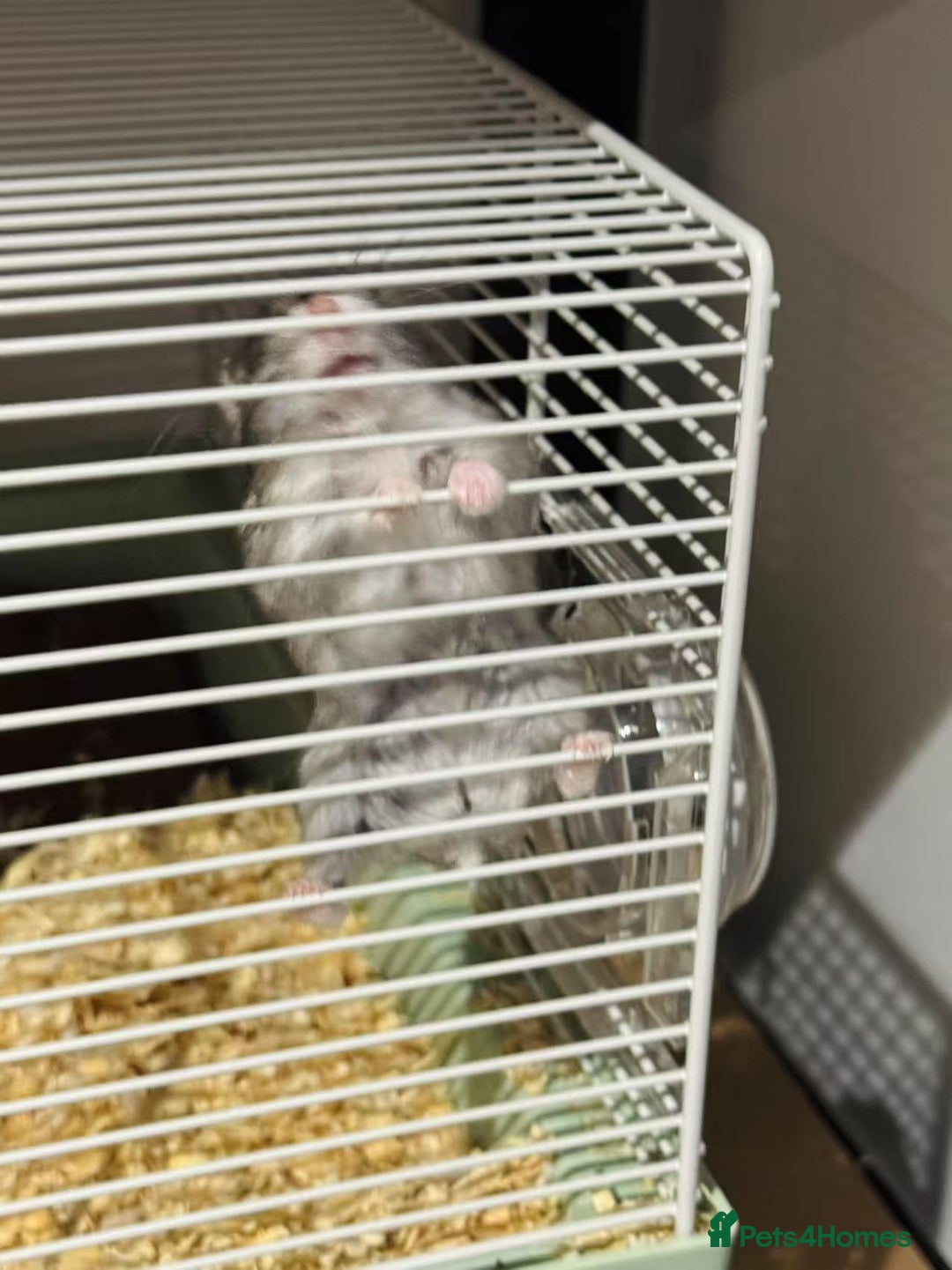 Hamster rodents for sale: Russian Dwarf Hamster for rehome - Image 4