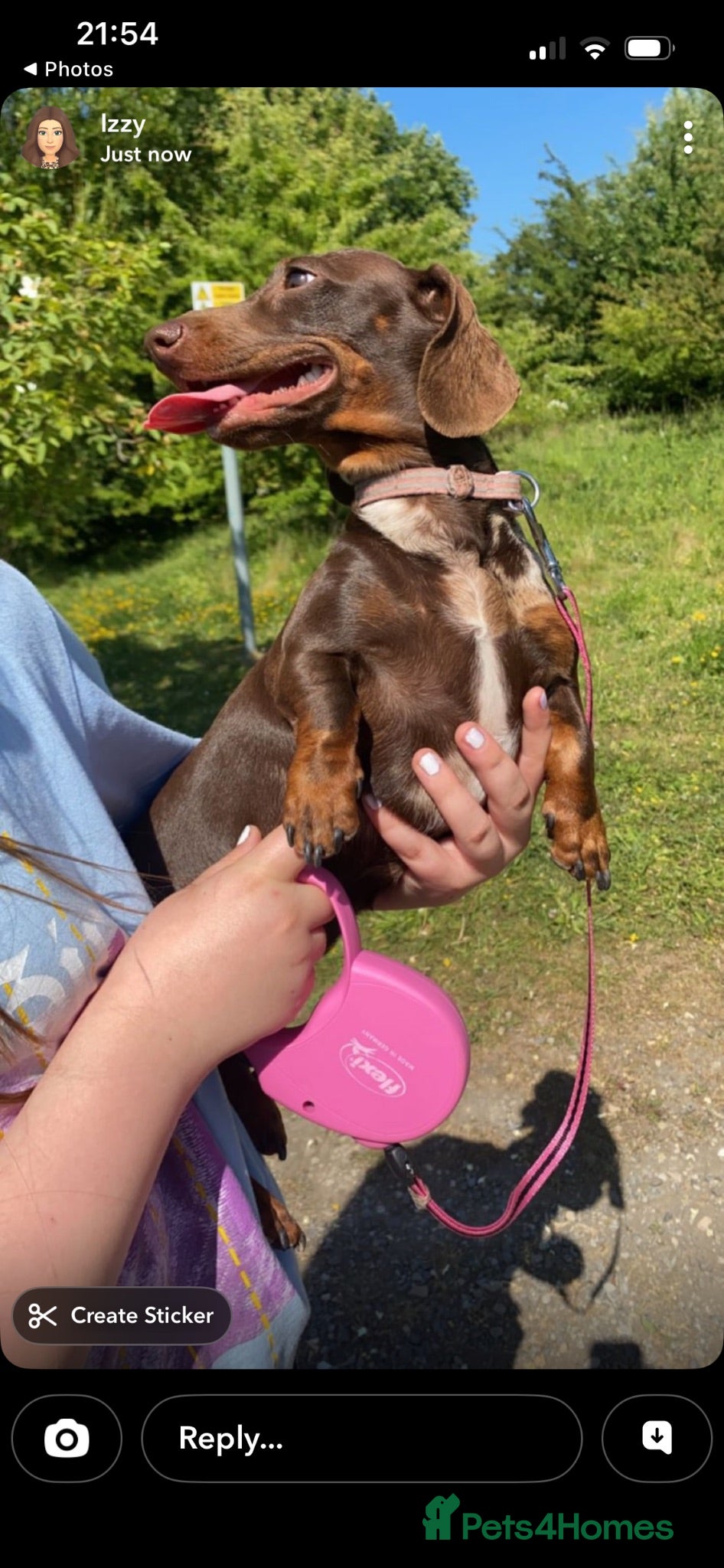 Miniature Dachshund dogs Miniature dachshund puppies for sale - Advert 1