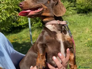 Miniature Dachshund dogs KC registered Miniature dachshund READY TO LEAVE - Advert 12