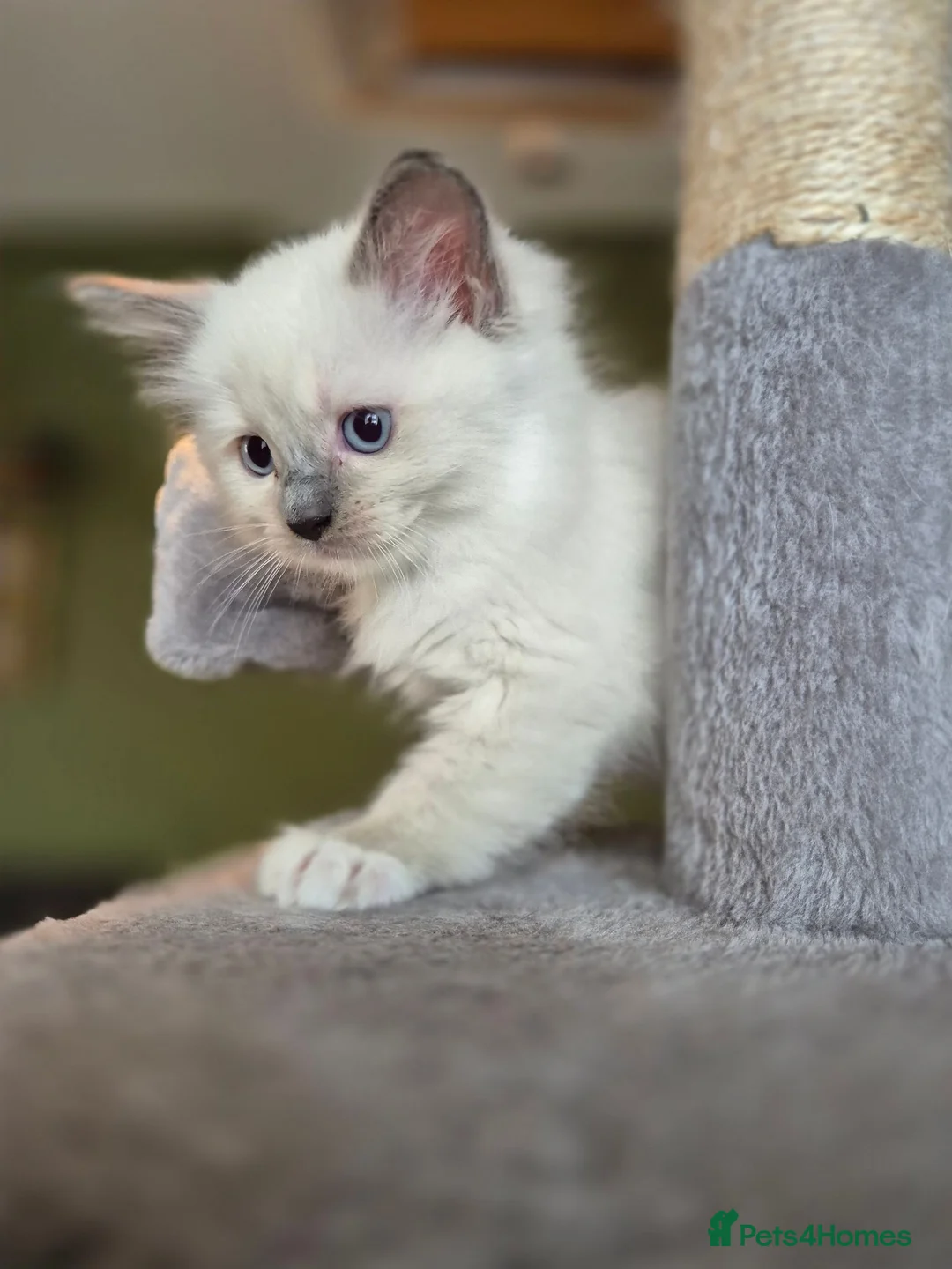 Ragdoll cats for sale: Ragdoll Kittens in Waterlooville - Advert 16