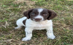 English Springer Spaniel dogs for sale: Ready to go Male KC Registered ESS Puppies  - Image 2