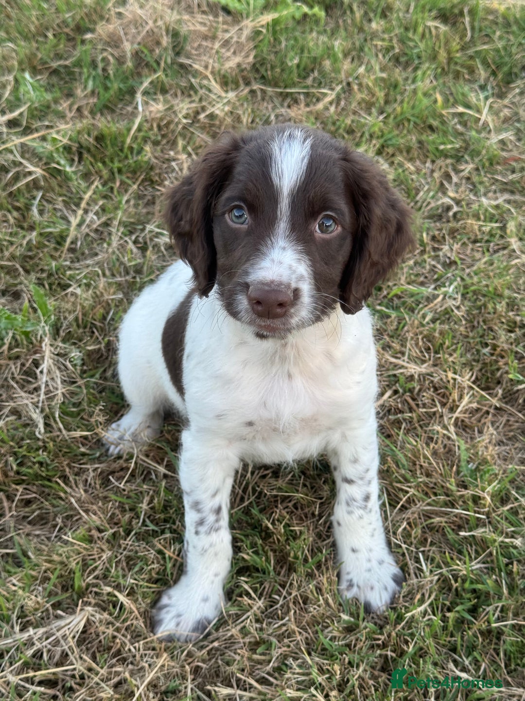 English Springer Spaniel dogs for sale: Ready to go Male KC Registered ESS Puppies  - Image 2