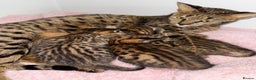 Savannah cats for sale: TICA Reg F3 Savannah Kittens HIGH PERCENTAGE - Advert 1