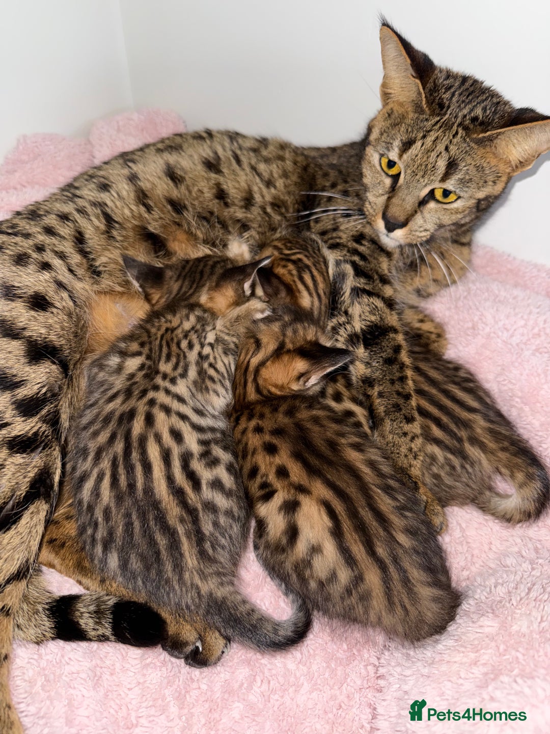 Savannah cats for sale: TICA Reg F3 Savannah Kittens HIGH PERCENTAGE - Advert 1