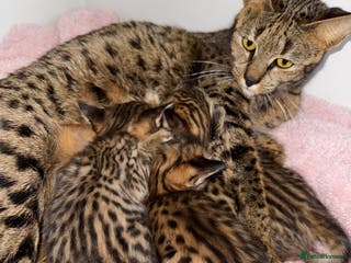 Savannah cats TICA Reg F3 Savannah Kittens HIGH PERCENTAGE - Advert 10