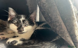 Mixed Breed cats for sale: 2 Gorgeous Bengal cross British Shorthair  - Image 9