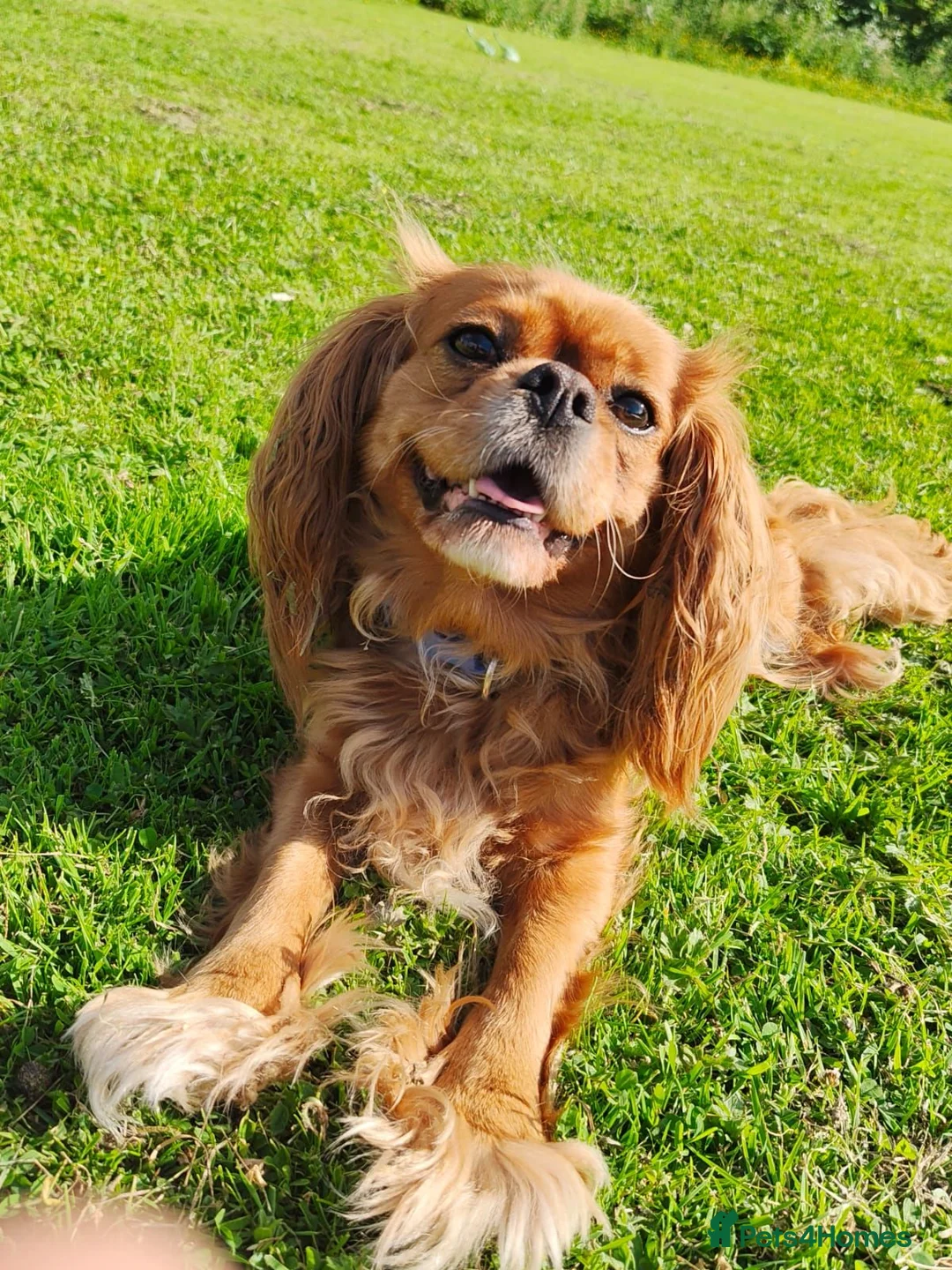 Cavapoo dogs for sale: 3 beautiful cavapoos - Advert 6