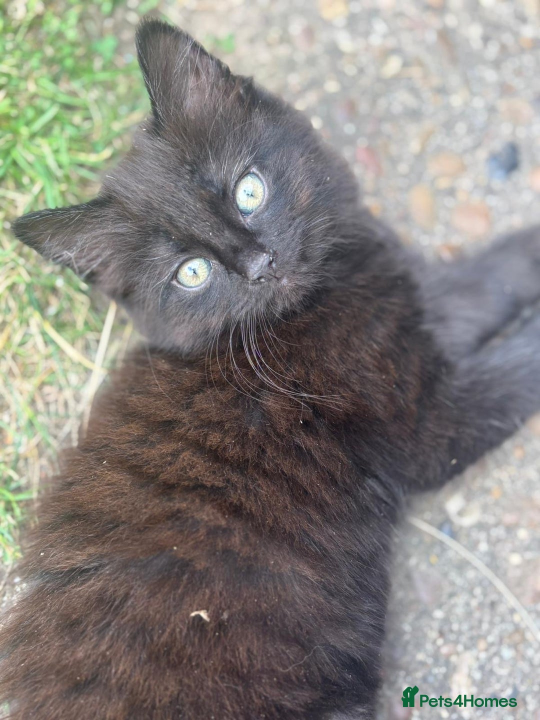 Mixed Breed cats for sale: Mixed breed  - Image 1