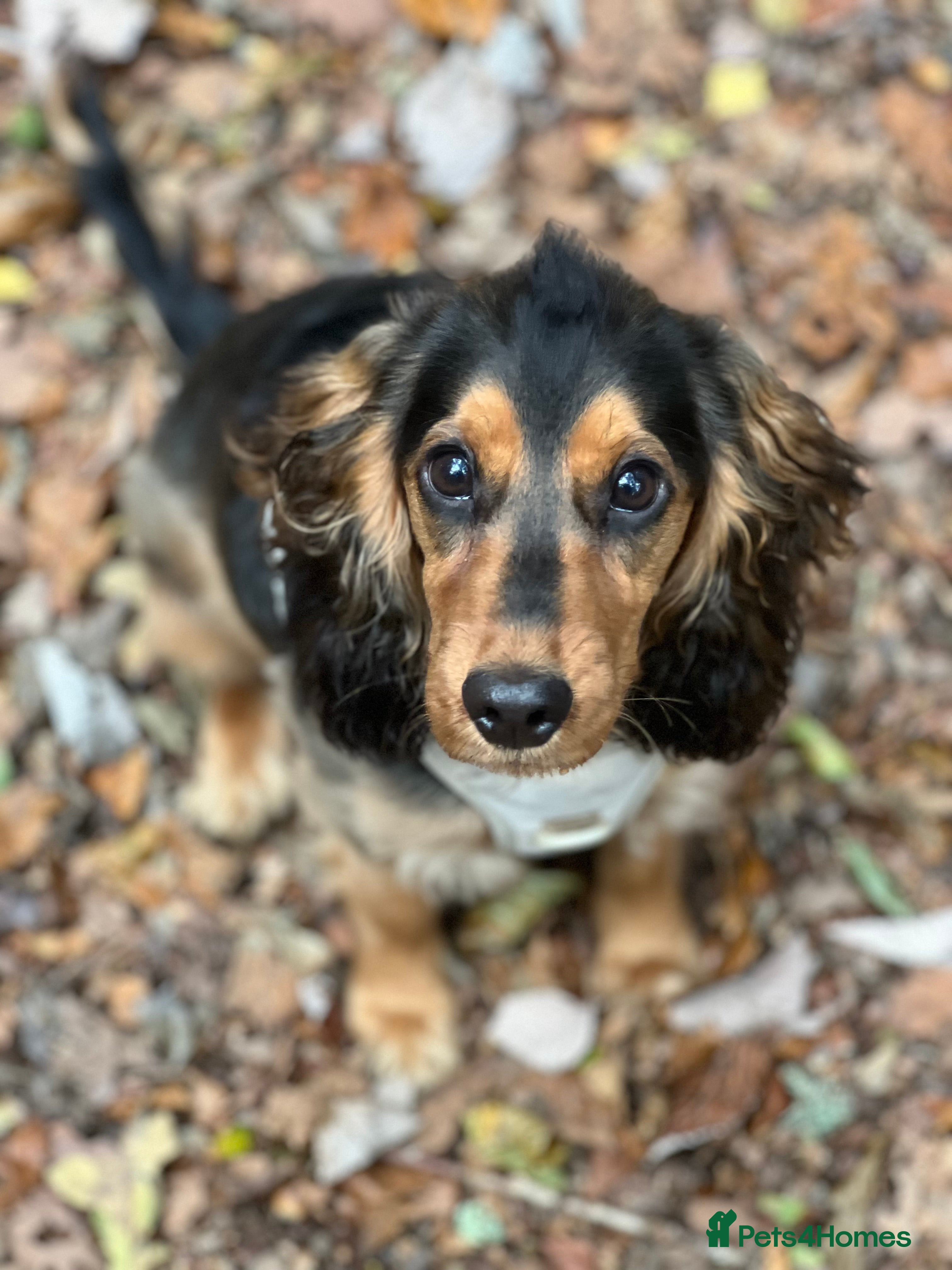Cocker Spaniel dogs 10 Month Old Female Cocker Spaniel Puppy  - Advert 2