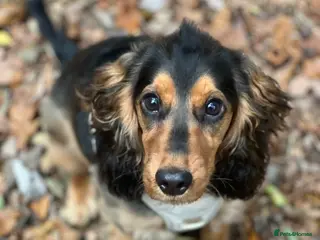 Cocker Spaniel dogs 10 Month Old Female Cocker Spaniel Puppy - Advert 14