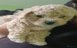 Toy Poodle dogs for stud: Proven Toy Poodle For Stud in Canterbury - Image 23