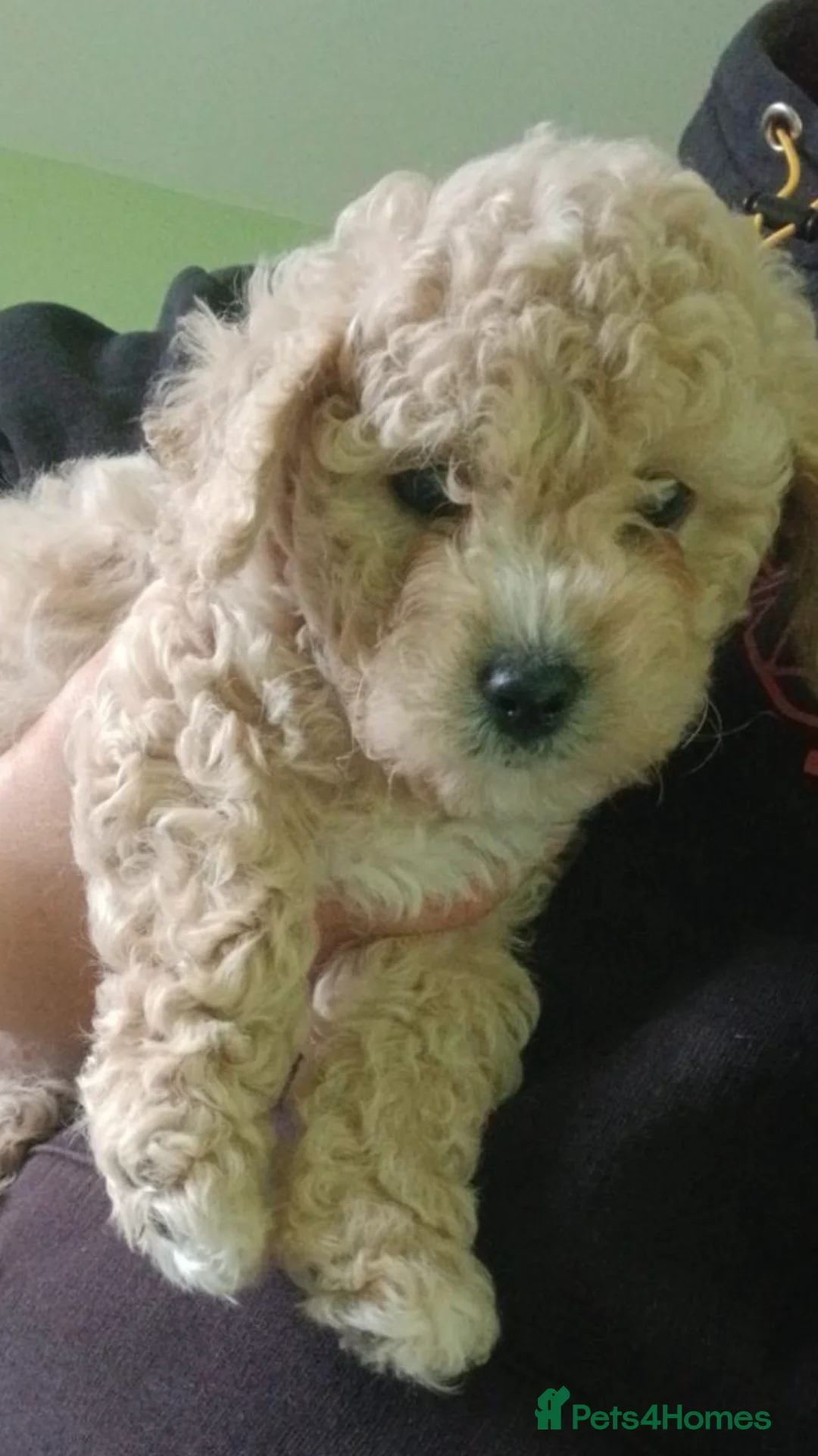 Toy Poodle dogs for stud: Proven Toy Poodle For Stud in Canterbury - Advert 23