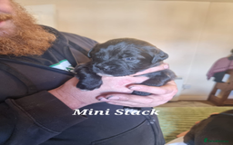 Mixed Breed dogs for sale: Stacksides litter - Image 14
