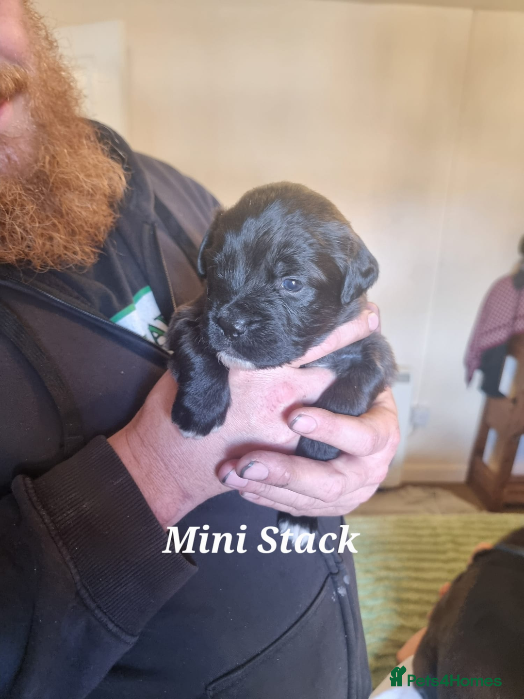Mixed Breed dogs for sale: Stacksides litter - Image 14
