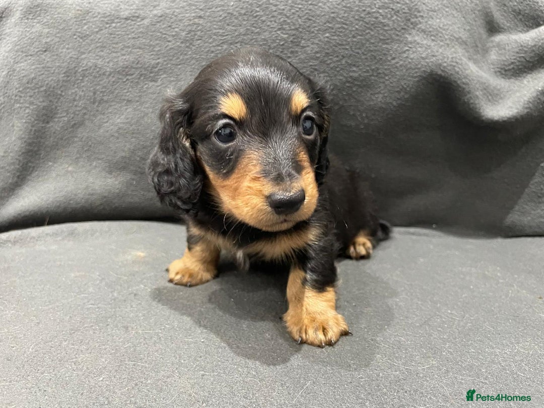 Miniature Dachshund dogs for sale: Quality KC Registered Mini Long-Haired Dachshunds  - Advert 8