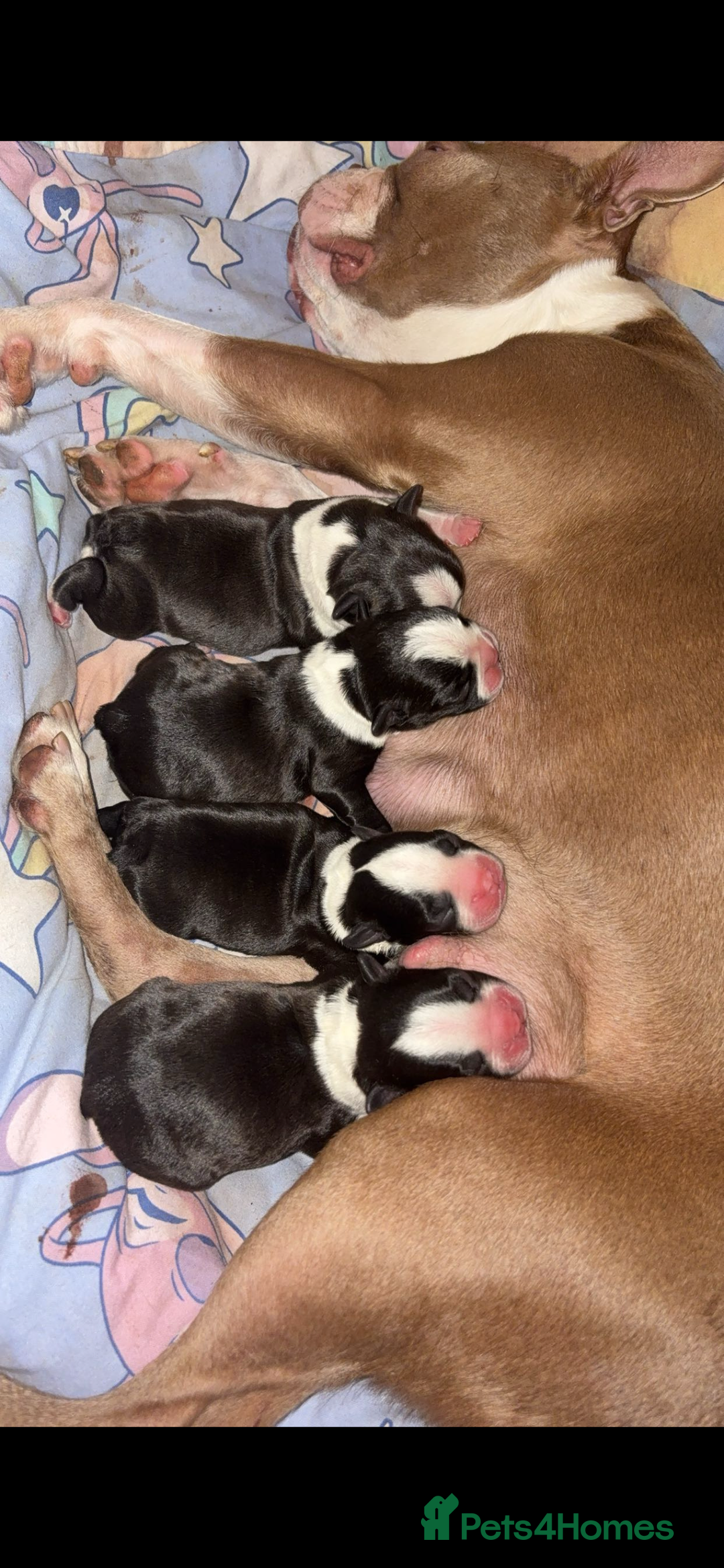 Boston Terrier dogs for sale: Boston Terrier Puppies – Ready December 8th! - Image 7
