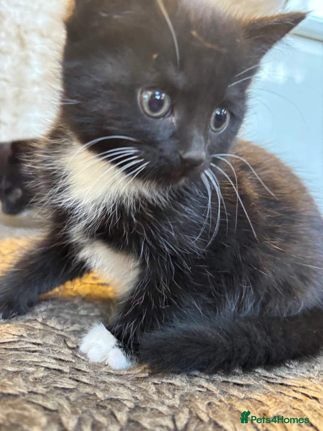 Mixed Breed cats for sale: 2 beautiful girls in Wimborne - Advert 1