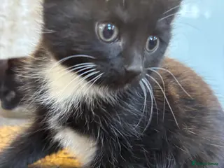 Mixed Breed cats 2 beautiful girls - Advert 1