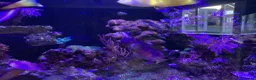 Shrimps fish for sale: Saltwater Marine Fish, complete set up - Advert 4