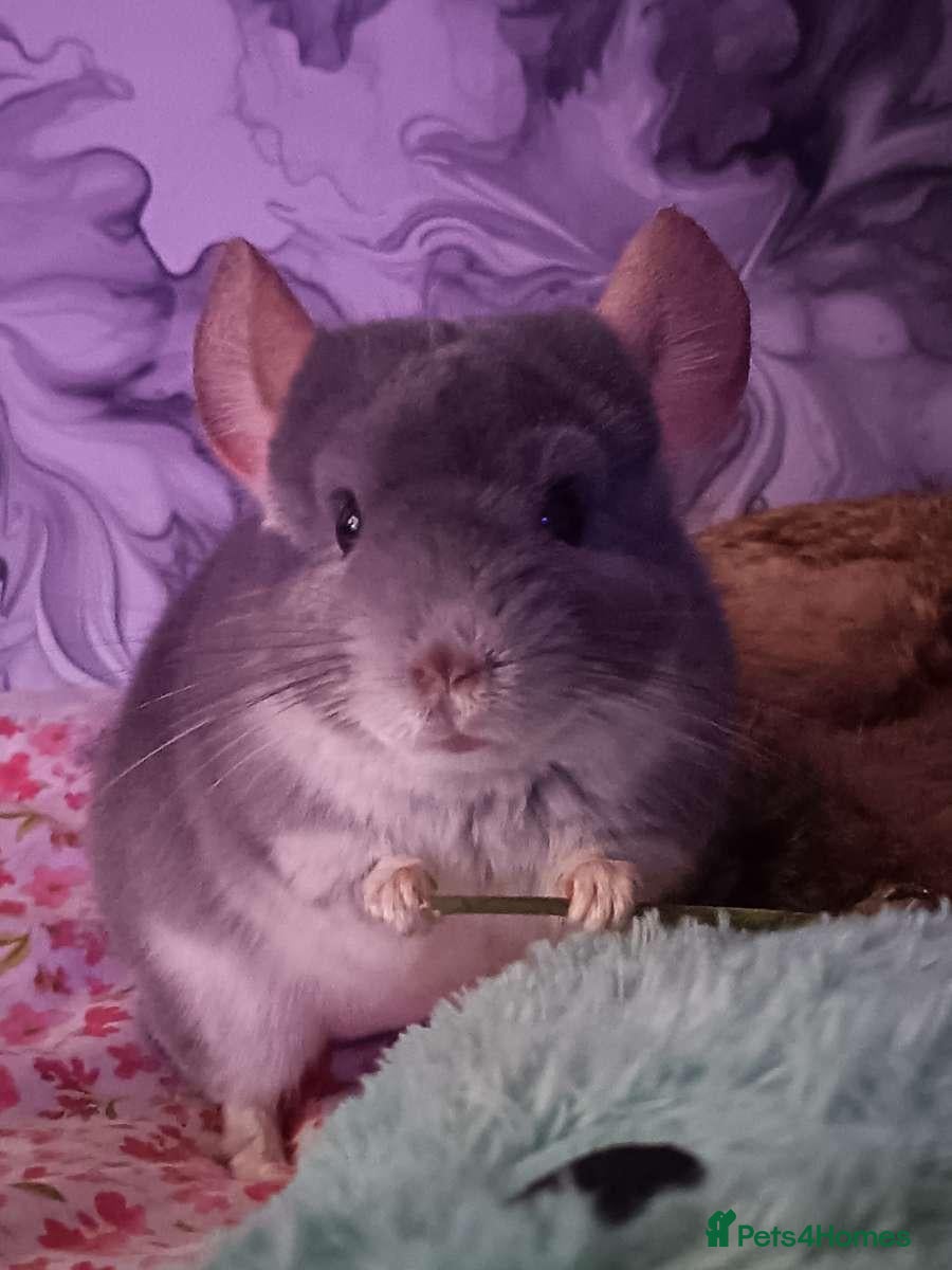 Chinchilla rodents Chinchilla   - Advert 1
