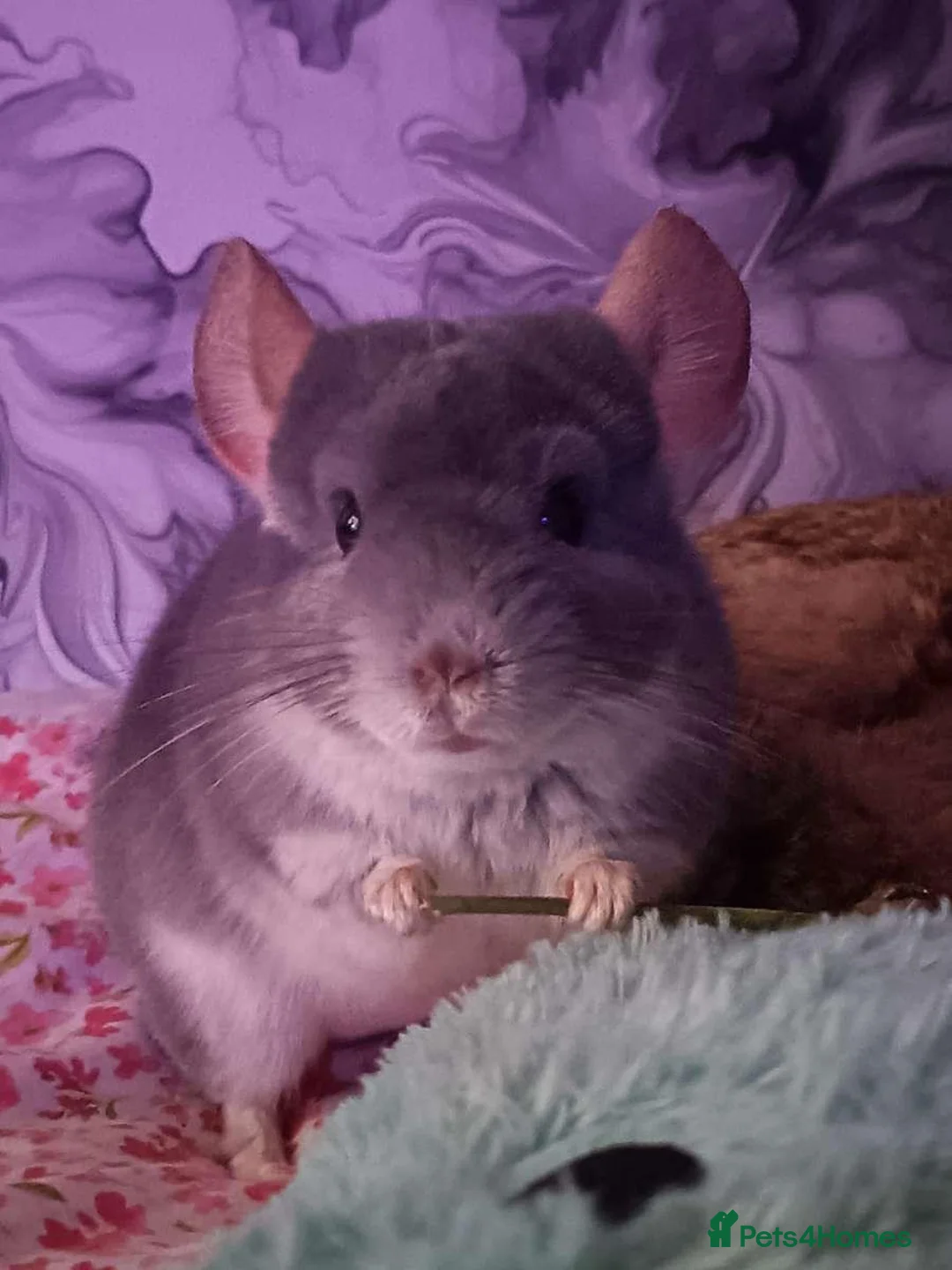 Chinchilla rodents for sale: Chinchilla   in Ashington - Advert 1