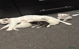 Turkish Angora cats for sale: Turkish angora kittens  - Image 5