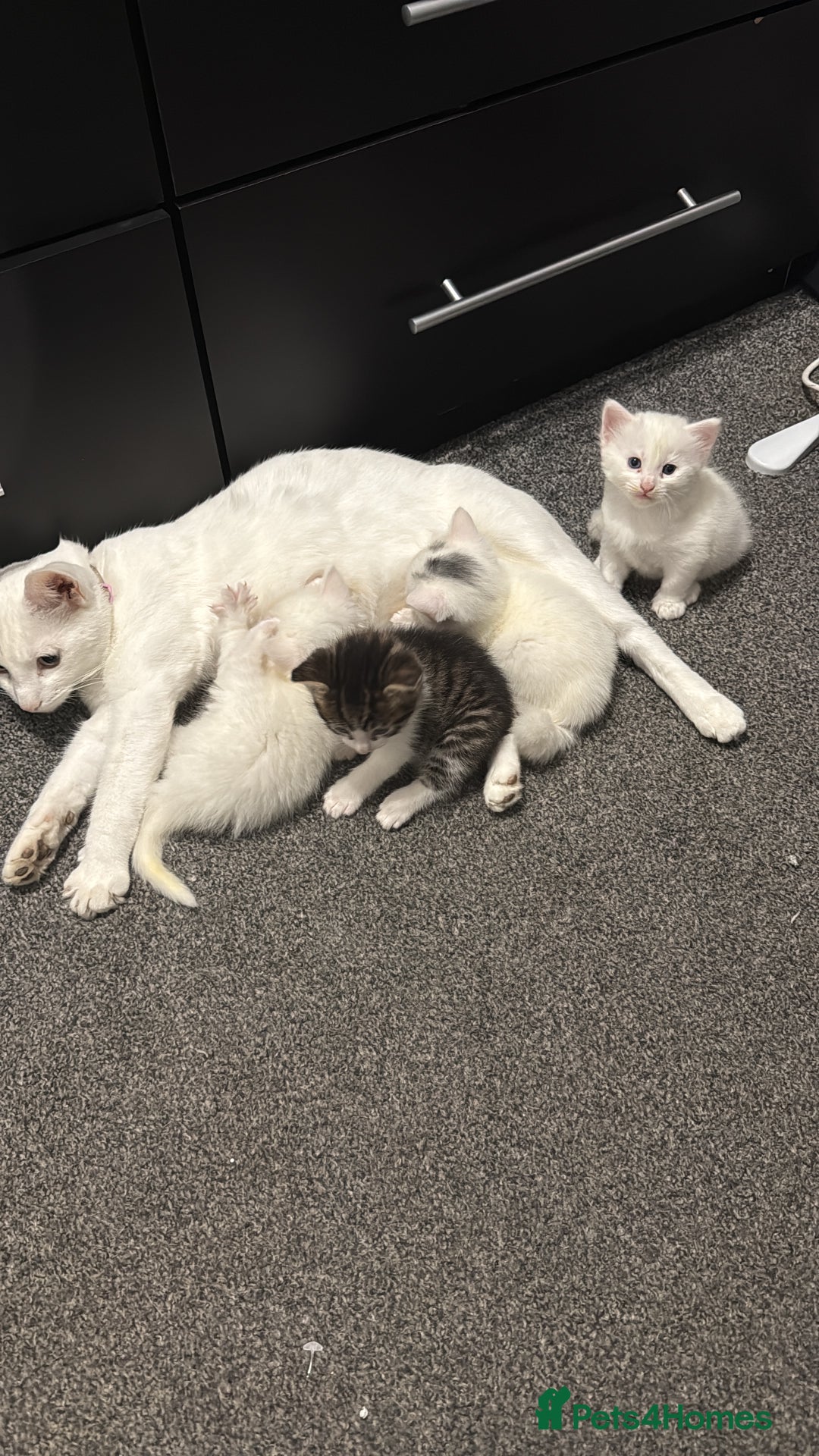 Turkish Angora cats for sale: Turkish angora kittens  - Image 5