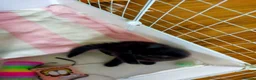 Mixed Breed cats for sale: Kittens for sale  in Alfreton - Advert 20