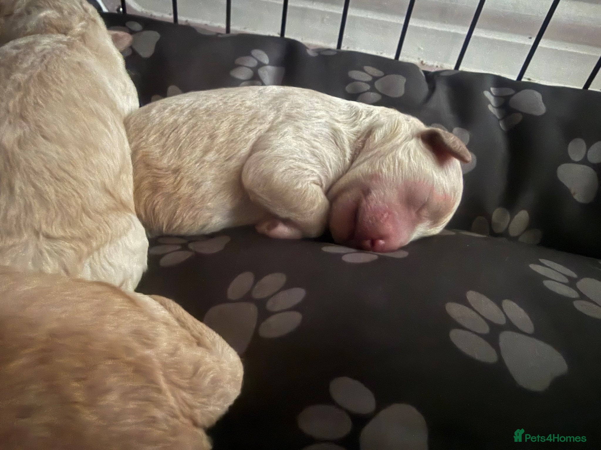 Poochon dogs for sale: Beautiful F2 Poochon puppies  - Advert 7
