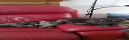 Persian cats for sale: Adorable Persian Kittens – 2 Boys & 1 Girl - Advert 13